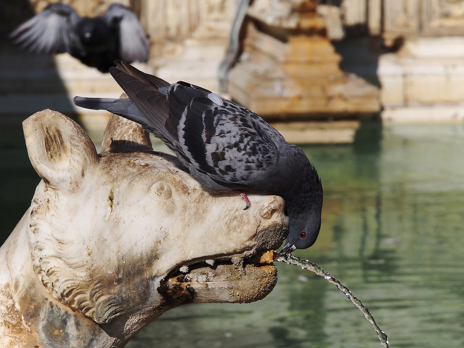 Fonte Gaia, the she-wolf   Siena